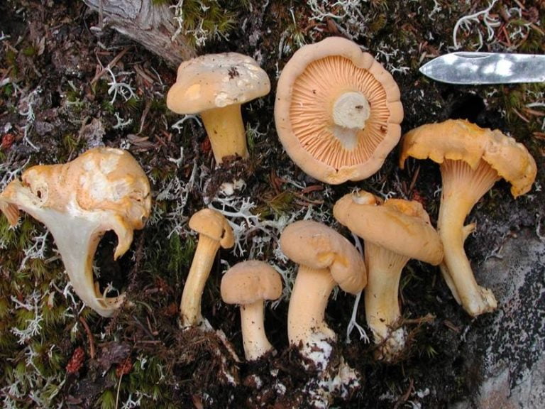 Mushrooms 101: Nature NL’s January Public Talk