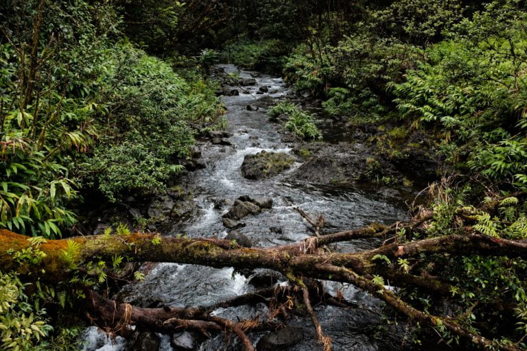Canadian Commissioner of Environment and Sustainable Development’s Report Reveals Inadequate Measures in Protecting Canadian Ecosystems