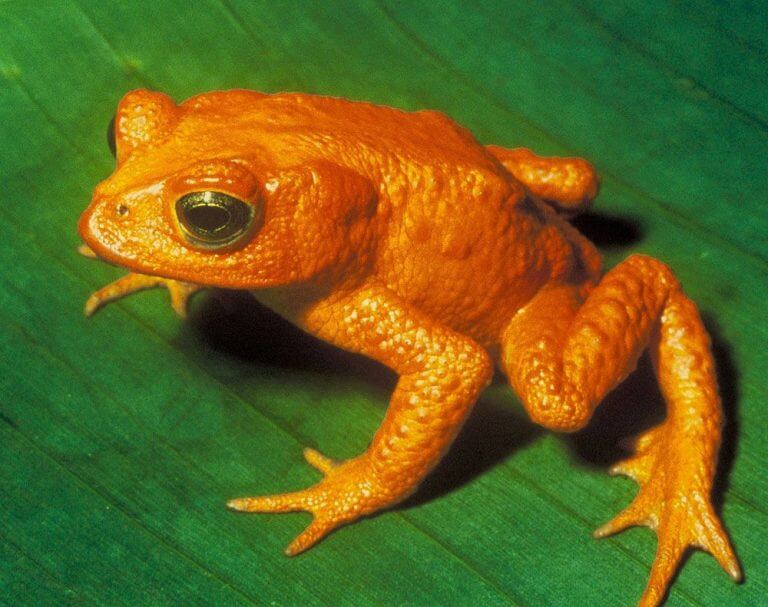 Many Species Die, While Others Thrive