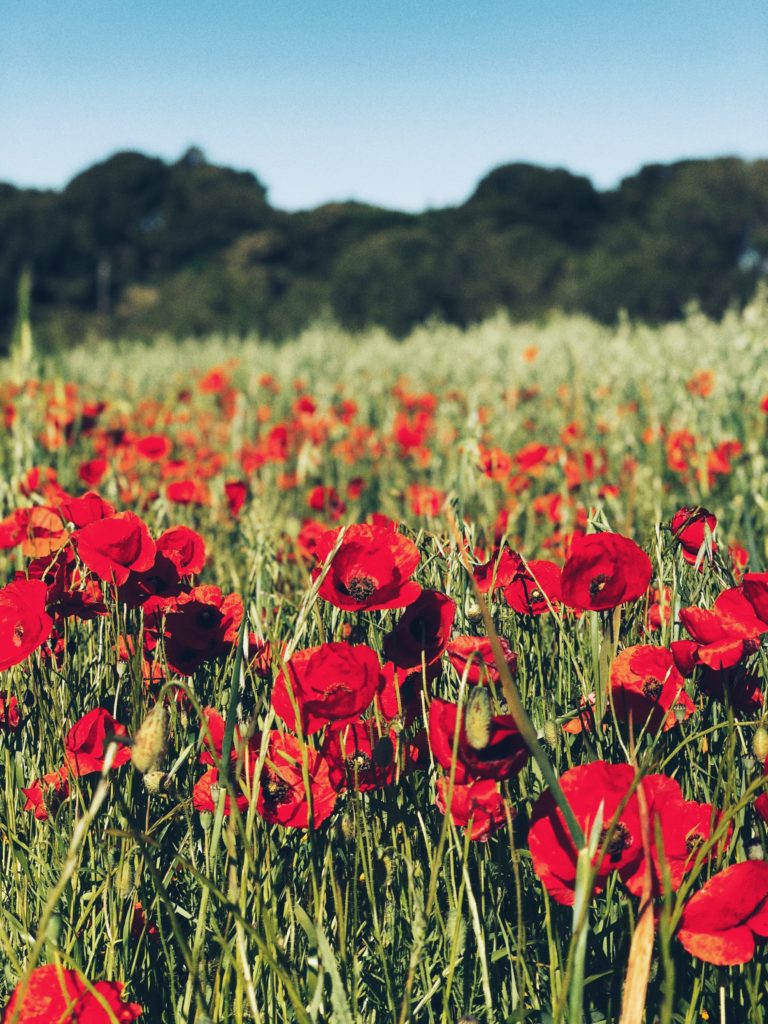 “We Will Remember Them”: Remembrance Day in Newfoundland