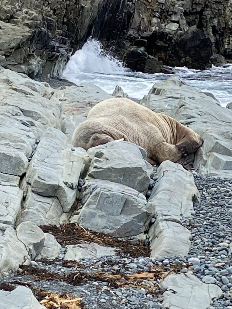 Walrus spotted at Middle Cove Beach