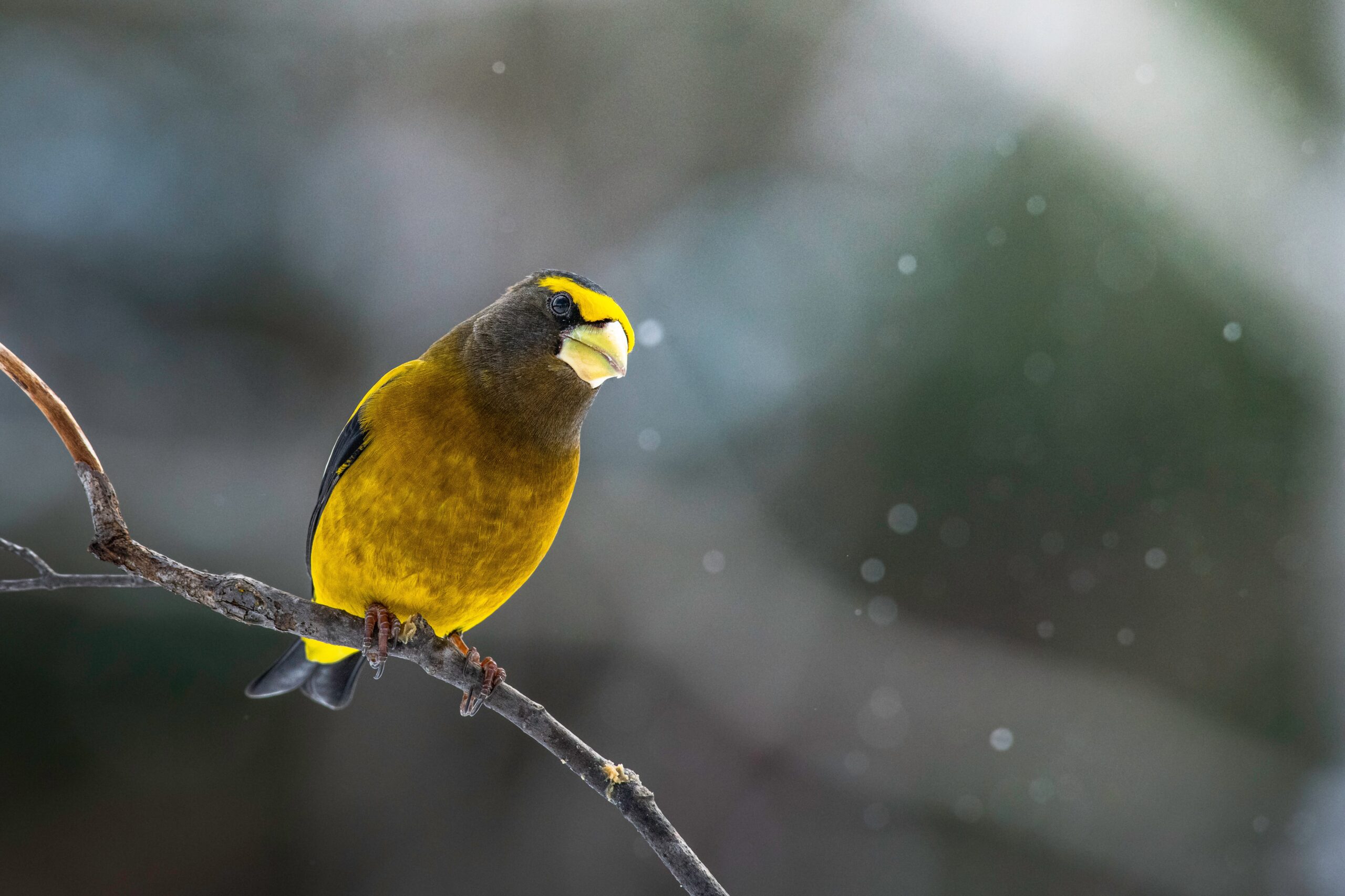 Photo Credit: Jeremy Hynes (via Unsplash)