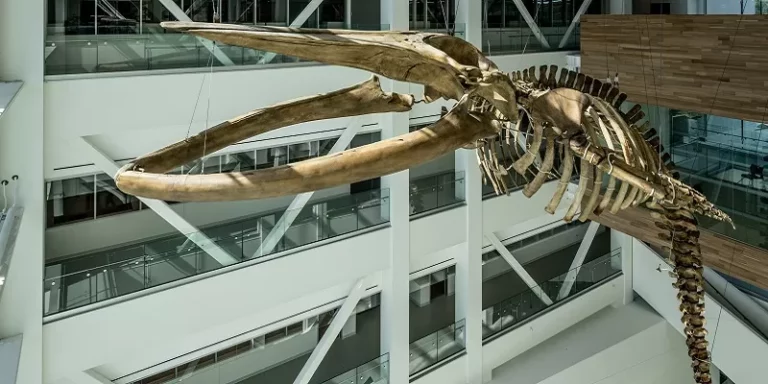 Five new skeletons coming to the Core Science Facility this fall