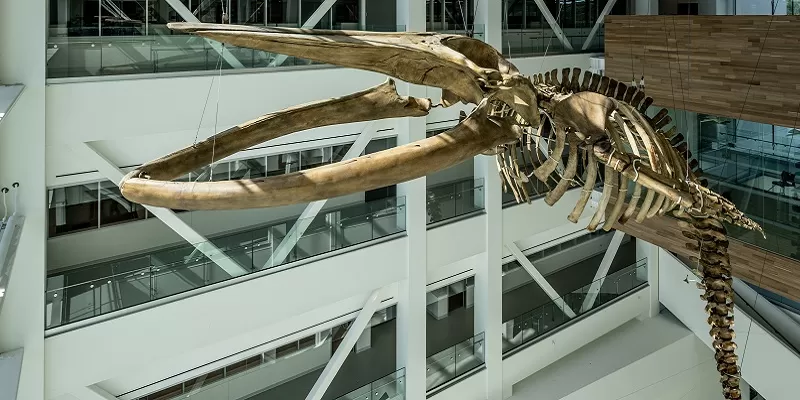 mun whale