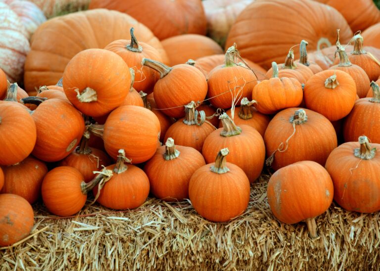 No waste Halloween: Pumpkin edition 