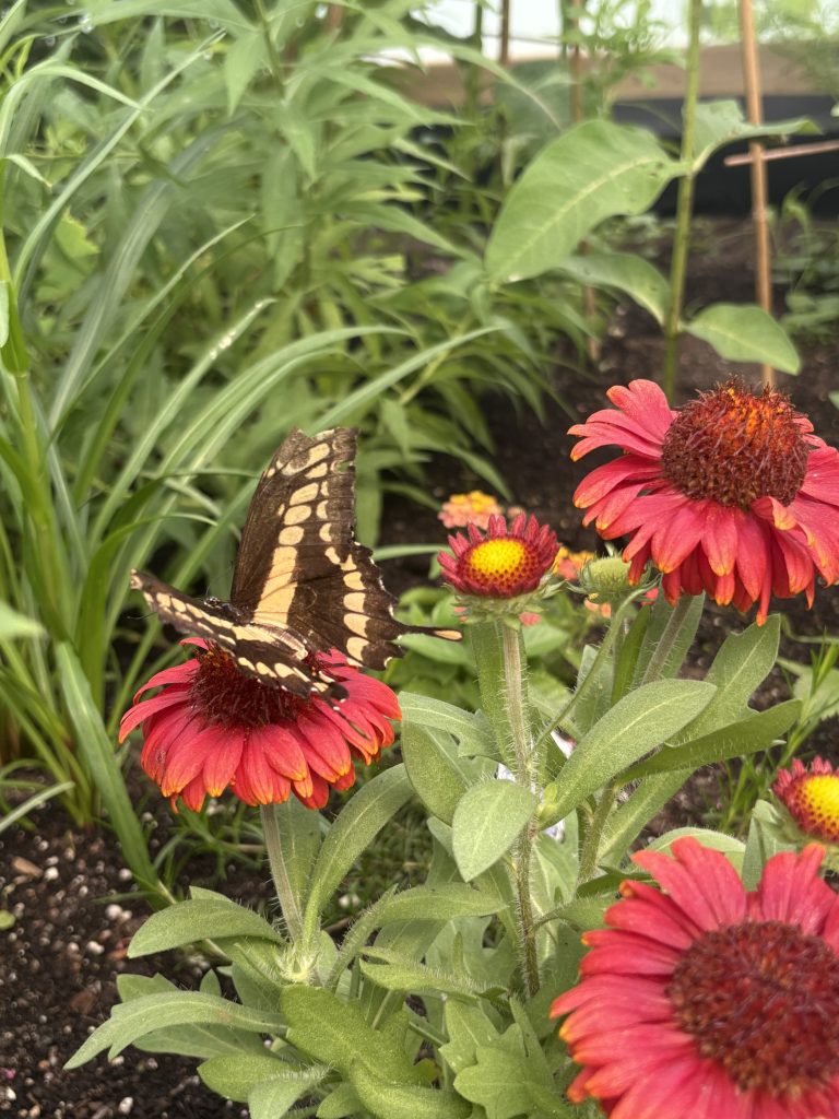 NL’s top attraction: the Newfoundland Insectarium